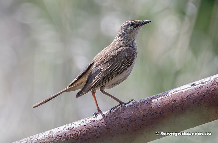 Rufous Songlark