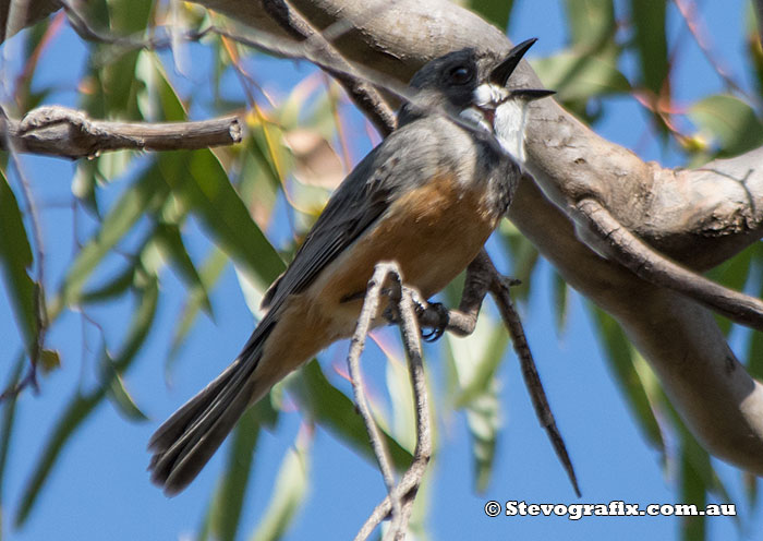 Rufous Whistler