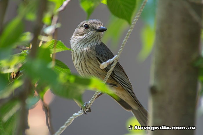 female Rufous Whistler