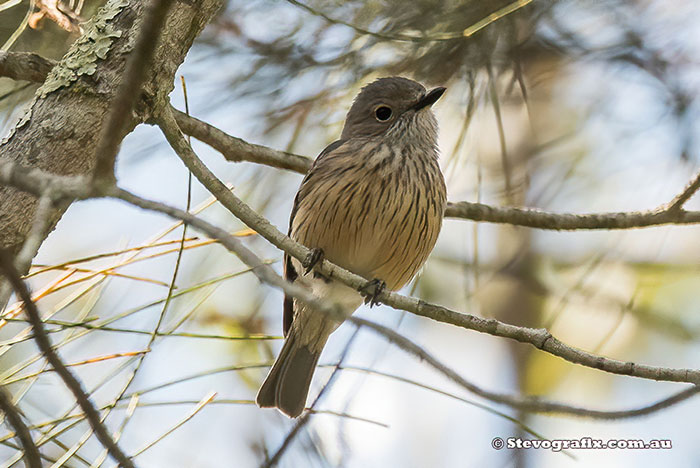 Female Rufous Whistler