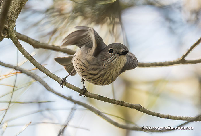 Female Rufous Whistler