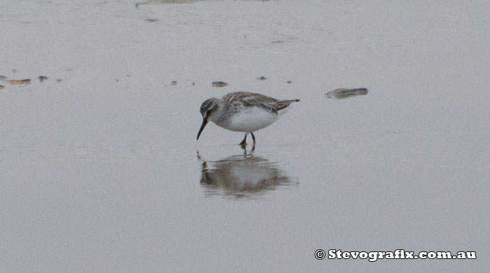 Broad-billed Sandpiper