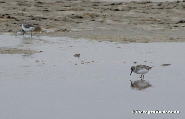 Broad-billed Sandpiper