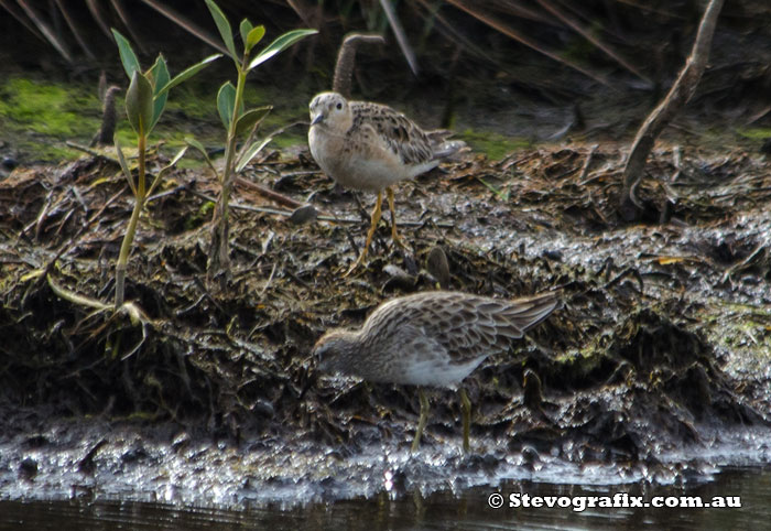 Buff-breasted Sandpiper