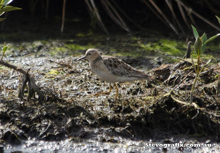 Buff-breasted Sandpiper