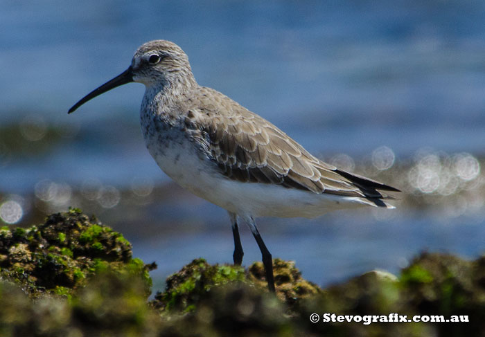 Curlew Sandpiper