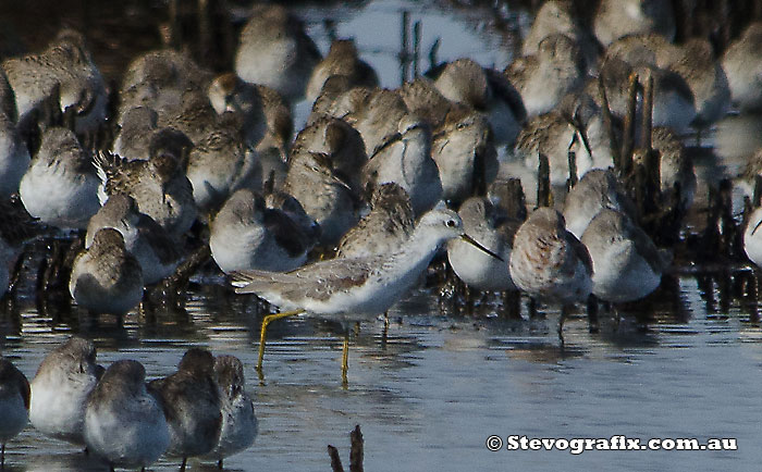 Marsh Sandpiper