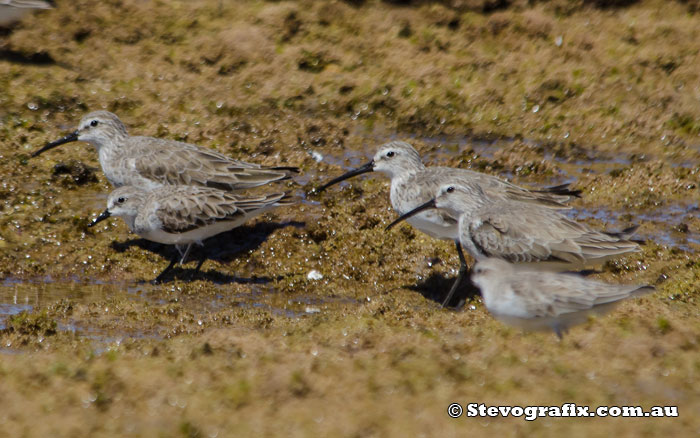 Curlew Sandpipers & red-necked Stint (Bottom left)