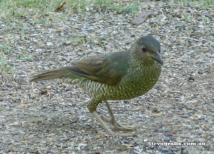 Satin Bowerbird female