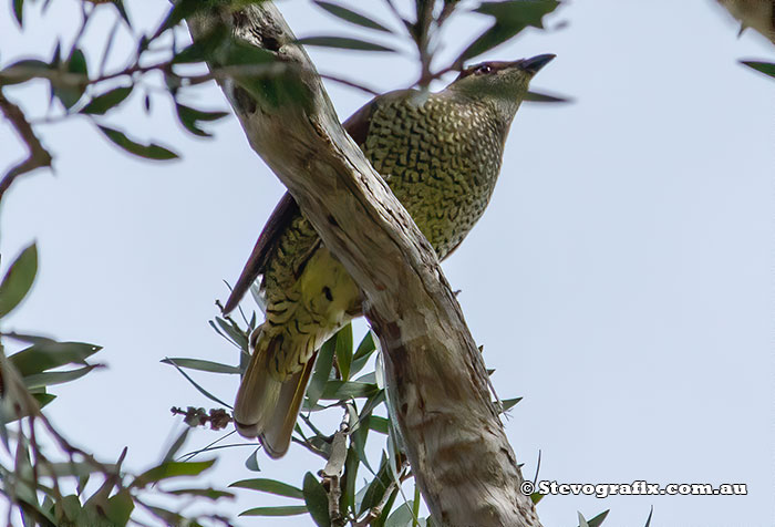 Male Satin Bowerbird