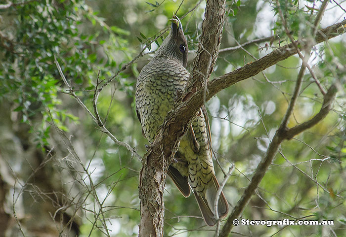 Satin Bowerbird female