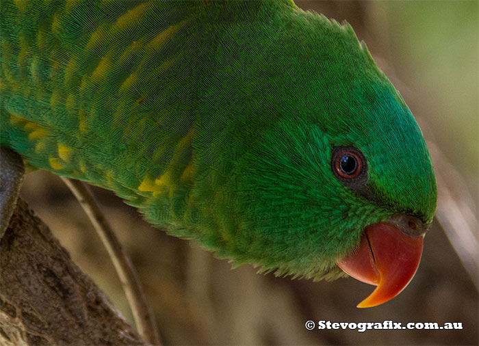 Scaly-breasted Lorikeet close-up