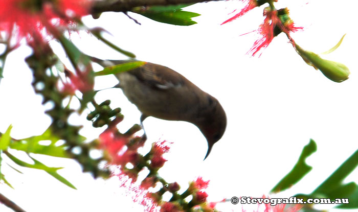 Scarlet Honeyeater - male