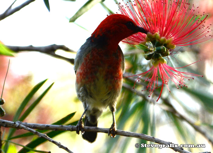 Scarlet Honeyeater - male