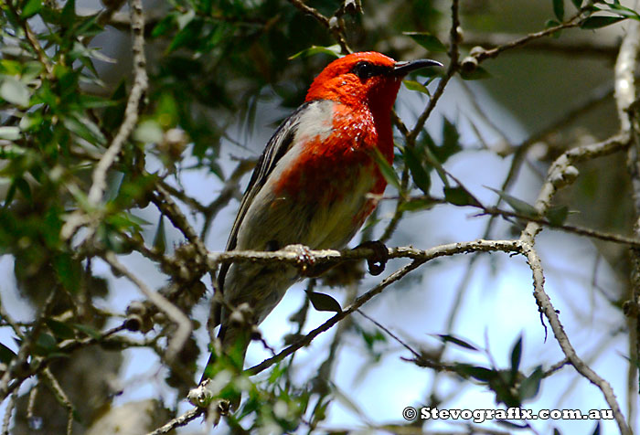 Scarlet Honeyeater