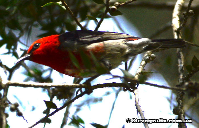 Scarlet Honeyeater