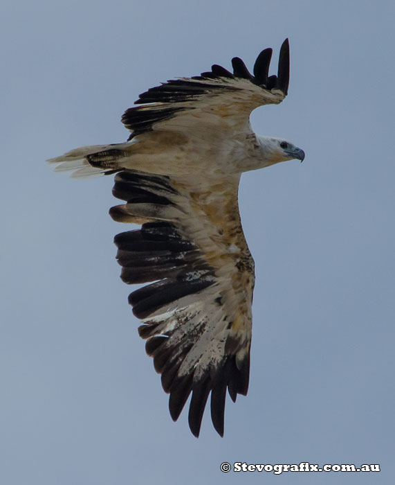 White-bellied Sea-eagle