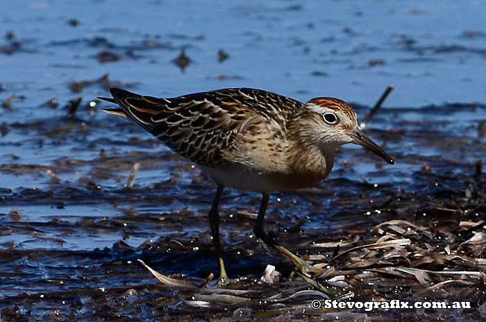 Sharp-tailed Sandpiper