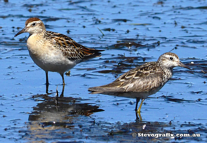 Sharp-tailed Sandpiper