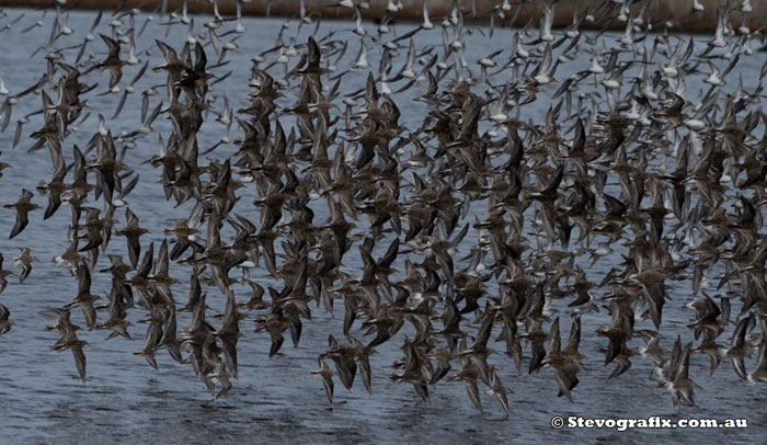 Sharp-tailed Sandpipers