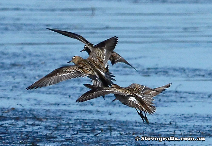 Sharp-tailed Sandpiper flying