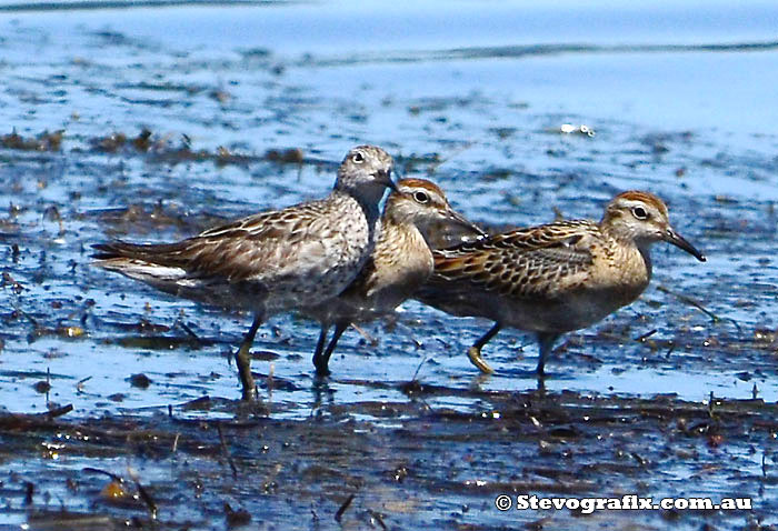 Sharp-tailed Sandpipers