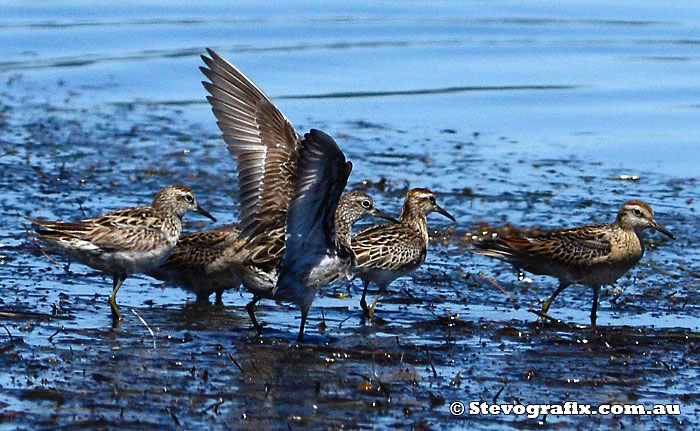 Sharp-tailed Sandpipers