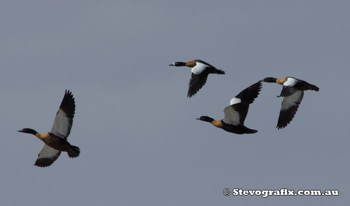 Australian Shelduck