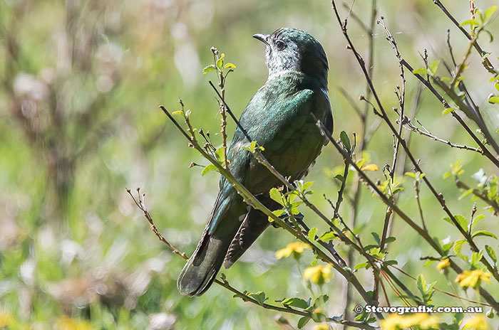 Shining Bronze-cuckoo