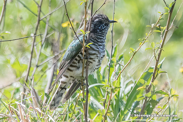 Shining Bronze-cuckoo