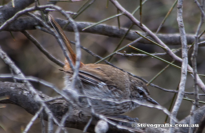 Shy Heathwren