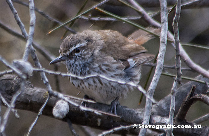 Shy Heathwren