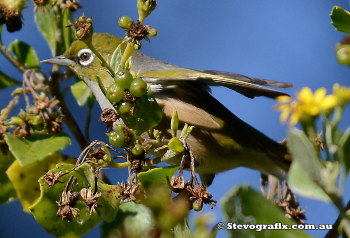 Silvereye