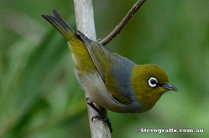 Silvereye Lakes Beach Reserve August 2013.