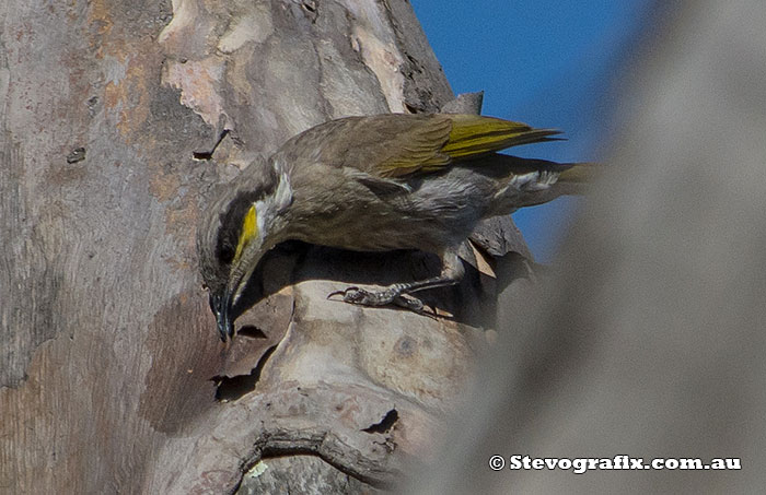 Singing Honeyeater