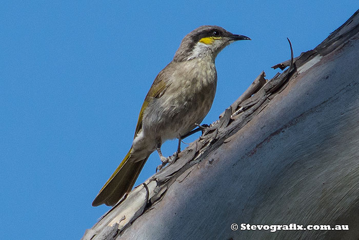 Singing Honeyeater