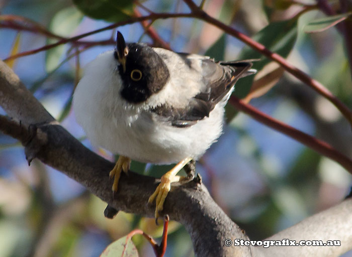 Varied Sittella - Black-capped race