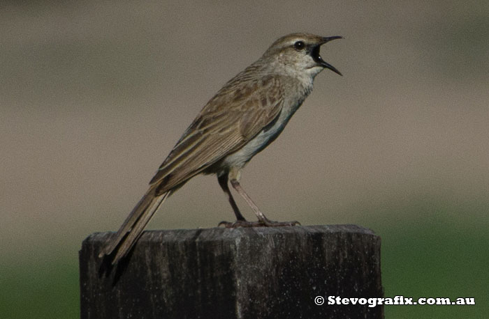 Rufous Songlark