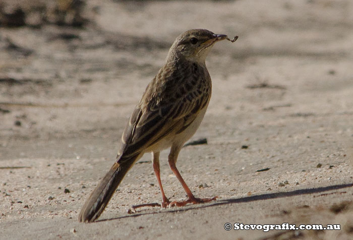 Rufous Songlark