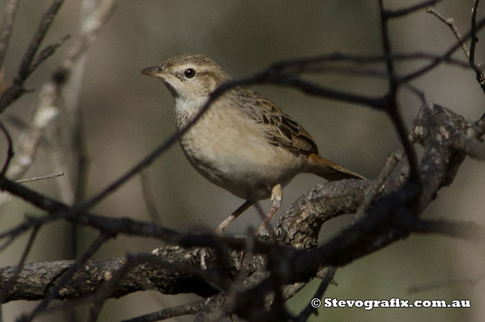 Rufous Songlark