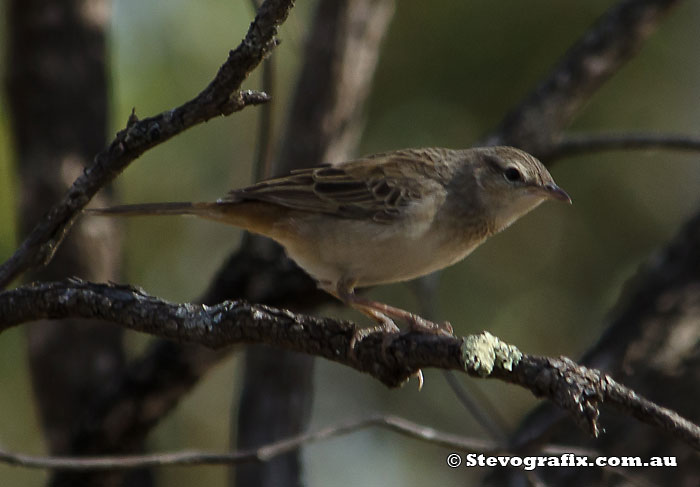 Rufous Songlark