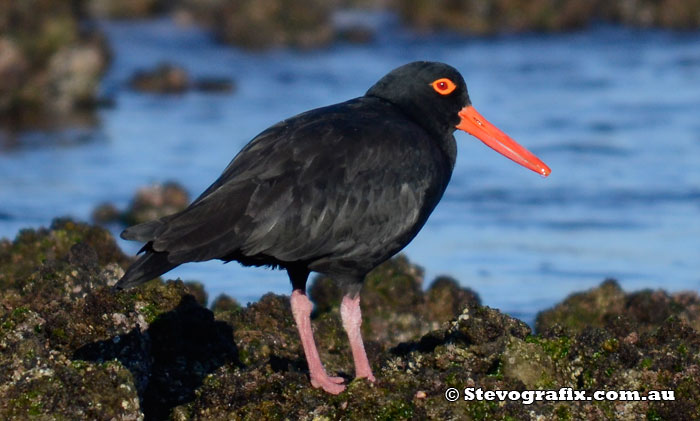 Sooty Oystercatcher