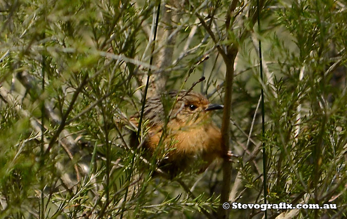 Female Southern Emu-wren