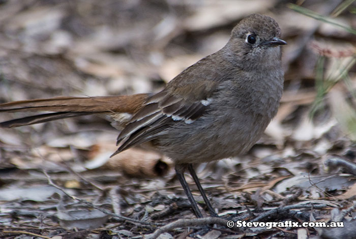 Southern Scrub-Robin