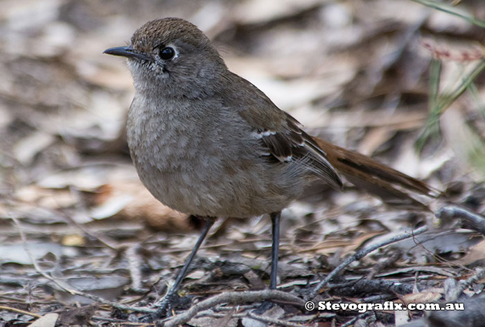 Southern Scrub-Robin