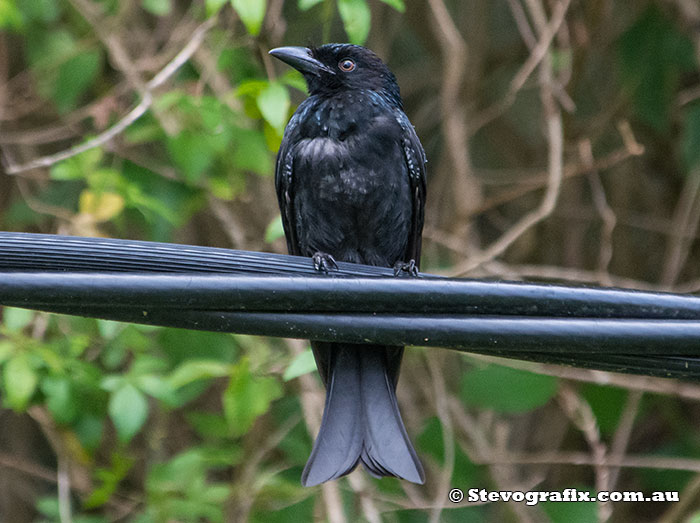 Spangled Drongo