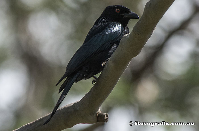 Spangled Drongo