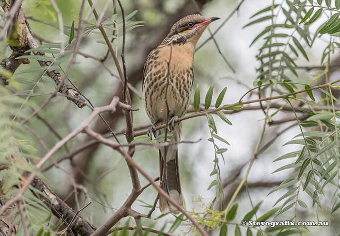 Spiny-cheeked Honeyeater