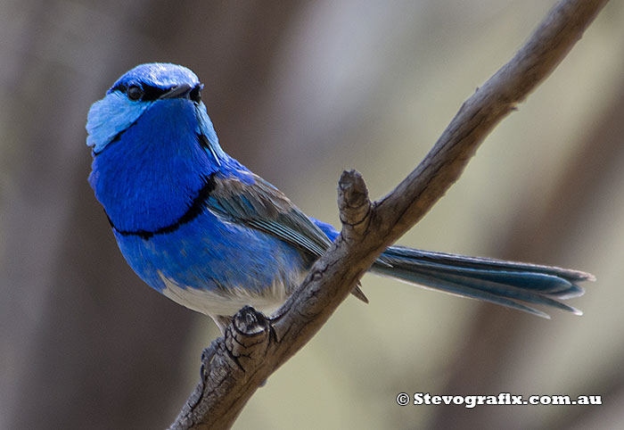 Splendid Fairy-wren