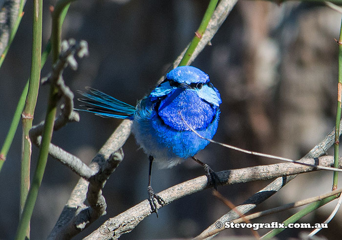 Splendid Fairy-wren